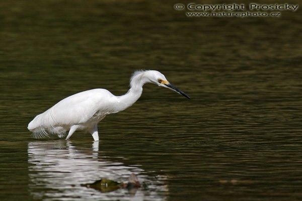 Volavka bělostná (Egretta thula), Autor: Ondřej Prosický, Model aparátu: Canon EOS 300D DIGITAL, Objektiv: Canon EF 400mm f/5.6 L USM, Ohnisková vzdálenost: 400.00 mm, monopod 681B + 234RC, Clona: 7.10, Doba expozice: 1/500 s, ISO: 100, Vyvážení expozice: -0.67, Blesk: Ne, Vytvořeno: 13. prosince 2004 Dominical (Kostarika) 