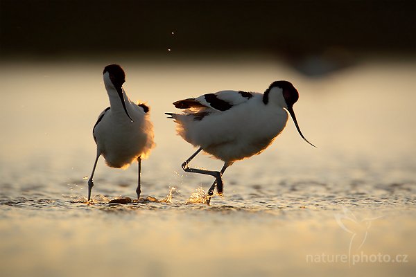 Tenkozobec  opačný (Recurvirostra avosetta), Tenkozobec opačný (Recurvirostra avosetta) Pied Avocet, Autor: Ondřej Prosický | NaturePhoto.cz, Model: Canon EOS-1D Mark IV, Objektiv: Canon EF 500mm f/4 L IS USM, Ohnisková vzdálenost (EQ35mm): 910 mm, stativ Gitzo, Clona: 8.0, Doba expozice: 1/500 s, ISO: 400, Kompenzace expozice: 0, Blesk: Ne, Vytvořeno: 5. května 2010 20:53:37, Vagejot, ostrov Texel (Holandsko)