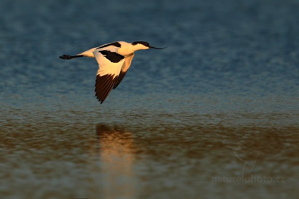 Tenkozobec  opačný (Recurvirostra avosetta), Tenkozobec opačný (Recurvirostra avosetta) Pied Avocet, Autor: Ondřej Prosický | NaturePhoto.cz, Model: Canon EOS-1D Mark IV, Objektiv: Canon EF 500mm f/4 L IS USM, Ohnisková vzdálenost (EQ35mm): 910 mm, stativ Gitzo, Clona: 6.3, Doba expozice: 1/2000 s, ISO: 640, Kompenzace expozice: -2/3, Blesk: Ne, Vytvořeno: 6. května 2010 6:48:11, Vagejot, ostrov Texel (Holandsko)