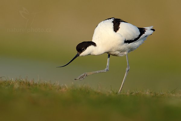 Tenkozobec  opačný (Recurvirostra avosetta), Tenkozobec opačný (Recurvirostra avosetta) Pied Avocet, Autor: Ondřej Prosický | NaturePhoto.cz, Model: Canon EOS-1D Mark IV, Objektiv: Canon EF 500mm f/4 L IS USM, Ohnisková vzdálenost (EQ35mm): 910 mm, stativ Gitzo, Clona: 6.3, Doba expozice: 1/1000 s, ISO: 320, Kompenzace expozice: -1/3, Blesk: Ne, Vytvořeno: 6. května 2010 7:28:07, Vagejot, ostrov Texel (Holandsko)