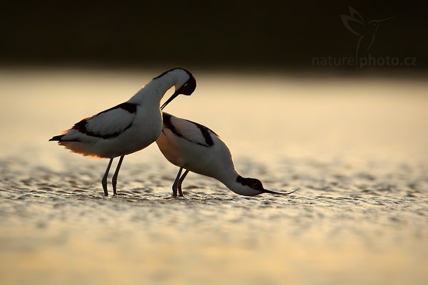 Tenkozobec  opačný (Recurvirostra avosetta), Tenkozobec opačný (Recurvirostra avosetta) Pied Avocet, Autor: Ondřej Prosický | NaturePhoto.cz, Model: Canon EOS-1D Mark IV, Objektiv: Canon EF 500mm f/4 L IS USM, Ohnisková vzdálenost (EQ35mm): 910 mm, stativ Gitzo, Clona: 9.0, Doba expozice: 1/400 s, ISO: 400, Kompenzace expozice: 0, Blesk: Ne, Vytvořeno: 5. května 2010 20:52:47, Vagejot, ostrov Texel (Holandsko) 