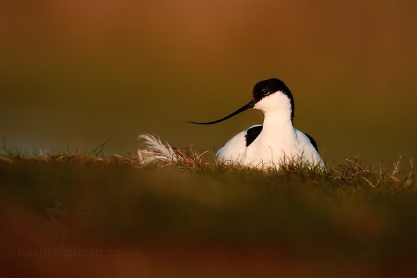 Tenkozobec  opačný (Recurvirostra avosetta), Tenkozobec opačný (Recurvirostra avosetta) Pied Avocet, Autor: Ondřej Prosický | NaturePhoto.cz, Model: Canon EOS-1D Mark IV, Objektiv: Canon EF 500mm f/4 L IS USM, Ohnisková vzdálenost (EQ35mm): 910 mm, stativ Gitzo, Clona: 6.3, Doba expozice: 1/1000 s, ISO: 320, Kompenzace expozice: -1/3, Blesk: Ne, Vytvořeno: 6. května 2010 7:25:30, Vagejot, ostrov Texel (Holandsko)