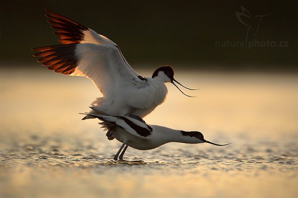 Tenkozobec  opačný (Recurvirostra avosetta), Tenkozobec opačný (Recurvirostra avosetta) Pied Avocet, Autor: Ondřej Prosický | NaturePhoto.cz, Model: Canon EOS-1D Mark IV, Objektiv: Canon EF 500mm f/4 L IS USM, Ohnisková vzdálenost (EQ35mm): 910 mm, stativ Gitzo, Clona: 8.0, Doba expozice: 1/500 s, ISO: 400, Kompenzace expozice: 0, Blesk: Ne, Vytvořeno: 5. května 2010 20:53:35, Vagejot, ostrov Texel (Holandsko) 