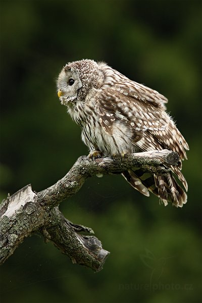 Puštík bělavý (Strix uralensis), Puštík bělavý (Strix uralensis) Ural Owl, Autor: Ondřej Prosický | NaturePhoto.cz, Model: Canon EOS-1D Mark III, Objektiv: Canon EF 200mm f/2.8 L USM + TC Canon 1.4x, Ohnisková vzdálenost (EQ35mm): 364 mm, stativ Gitzo, Clona: 4.5, Doba expozice: 1/800 s, ISO: 640, Kompenzace expozice: -2/3, Blesk: Ne, Vytvořeno: 14. srpna 2010 15:09:52, zvíře v lidské péči, ZOO Jihlava (Česko)