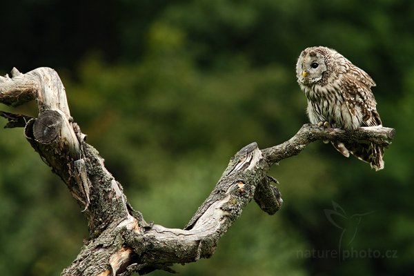 Puštík bělavý (Strix uralensis), Puštík bělavý (Strix uralensis) Ural Owl, Autor: Ondřej Prosický | NaturePhoto.cz, Model: Canon EOS-1D Mark III, Objektiv: Canon EF 500mm f/4 L IS USM, Ohnisková vzdálenost (EQ35mm): 364 mm, stativ Gitzo, Clona: 4.5, Doba expozice: 1/1000 s, ISO: 640, Kompenzace expozice: -2/3, Blesk: Ne, Vytvořeno: 14. srpna 2010 15:09:20, zvíře v lidské péči, ZOO Jihlava (Česko) 