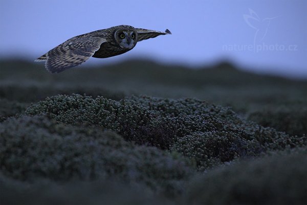 Kalous pustovka (Asio flammeus sanfordi), Kalous pustovka (Asio flammeus sanfordi), Short-eared Owl, Autor: Ondřej Prosický | NaturePhoto.cz, Model: Canon EOS-1D Mark III, Objektiv: Canon EF 500mm f/4 L USM, Ohnisková vzdálenost (EQ35mm): 650 mm, stativ Gitzo, Clona: 4.5, Doba expozice: 1/125 s, ISO: 2000, Kompenzace expozice: -1 1/3, Blesk: Ne, Vytvořeno: 18. ledna 2009 21:04:01, Sea Lion Island (Falklandské ostrovy)