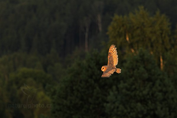 Sova pálená (Tyto alba), Sova pálená (Tyto alba), Barn Owl, Autor: Ondřej Prosický | NaturePhoto.cz, Model: Canon EOS 5D Mark II, Objektiv: Canon EF 200mm f/2.8 L USM + TC Canon 1.4x, Ohnisková vzdálenost (EQ35mm): 280 mm, stativ Gitzo, Clona: 5.6, Doba expozice: 1/1000 s, ISO: 800, Kompenzace expozice: -1 1/3, Blesk: Ne, Vytvořeno: 21. srpna 2010 19:13:11, zvíře v lidské péči, NP České Švýcarsko (Česko) 