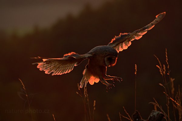 Sova pálená (Tyto alba), Sova pálená (Tyto alba), Barn Owl, Autor: Ondřej Prosický | NaturePhoto.cz, Model: Canon EOS-1D Mark III, Objektiv: Canon EF 200mm f/2.8 L USM, Ohnisková vzdálenost (EQ35mm): 260 mm, stativ Gitzo, Clona: 5.6, Doba expozice: 1/640 s, ISO: 800, Kompenzace expozice: 0, Blesk: Ne, Vytvořeno: 21. srpna 2010 19:50:16, zvíře v lidské péči, NP České Švýcarsko (Česko)