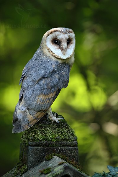 Sova pálená (Tyto alba), Sova pálená (Tyto alba), Barn Owl, Autor: Ondřej Prosický | NaturePhoto.cz, Model: Canon EOS 5D Mark II, Objektiv: Canon EF 500mm f/4 L IS USM, Ohnisková vzdálenost (EQ35mm): 500 mm, stativ Gitzo, Clona: 5.6, Doba expozice: 1/320 s, ISO: 1250, Kompenzace expozice: -2/3, Blesk: Ne, Vytvořeno: 21. srpna 2010 16:49:24, zvíře v lidské péči, NP České Švýcarsko (Česko) 