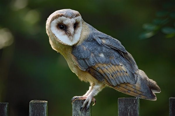 Sova pálená (Tyto alba), Sova pálená (Tyto alba), Barn Owl, Autor: Ondřej Prosický | NaturePhoto.cz, Model: Canon EOS 5D Mark II, Objektiv: Canon EF 500mm f/4 L IS USM, Ohnisková vzdálenost (EQ35mm): 500 mm, stativ Gitzo, Clona: 7.1, Doba expozice: 1/125 s, ISO: 1250, Kompenzace expozice: -2/3, Blesk: Ne, Vytvořeno: 21. srpna 2010 16:45:09, zvíře v lidské péči, NP České Švýcarsko (Česko) 