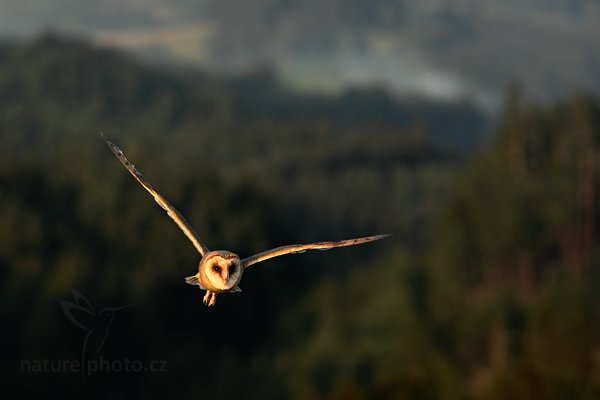 Sova pálená (Tyto alba), Sova pálená (Tyto alba), Barn Owl, Autor: Ondřej Prosický | NaturePhoto.cz, Model: Canon EOS 5D Mark II, Objektiv: Canon EF 200mm f/2.8 L USM + TC Canon 1.4x, Ohnisková vzdálenost (EQ35mm): 280 mm, stativ Gitzo, Clona: 5.6, Doba expozice: 1/1250 s, ISO: 800, Kompenzace expozice: -1 1/3, Blesk: Ne, Vytvořeno: 21. srpna 2010 19:13:14, zvíře v lidské péči, NP České Švýcarsko (Česko)