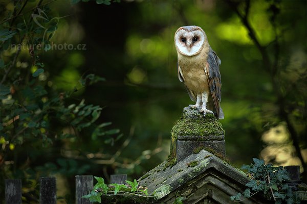 Sova pálená (Tyto alba), Sova pálená (Tyto alba), Barn Owl, Autor: Ondřej Prosický | NaturePhoto.cz, Model: Canon EOS 5D Mark II, Objektiv: Canon EF 500mm f/4 L IS USM, Ohnisková vzdálenost (EQ35mm): 500 mm, stativ Gitzo, Clona: 5.6, Doba expozice: 1/200 s, ISO: 1250, Kompenzace expozice: -1, Blesk: Ne, Vytvořeno: 21. srpna 2010 16:40:22, zvíře v lidské péči, NP České Švýcarsko (Česko)