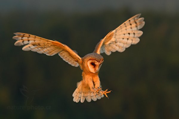 Sova pálená (Tyto alba), Sova pálená (Tyto alba), Barn Owl, Autor: Ondřej Prosický | NaturePhoto.cz, Model: Canon EOS-1D Mark III, Objektiv: Canon EF 500mm f/4 L IS USM, Ohnisková vzdálenost (EQ35mm): 364 mm, stativ Gitzo, Clona: 5.0, Doba expozice: 1/1000 s, ISO: 800, Kompenzace expozice: 0, Blesk: Ne, Vytvořeno: 21. srpna 2010 19:37:05, zvíře v lidské péči, NP České Švýcarsko (Česko)