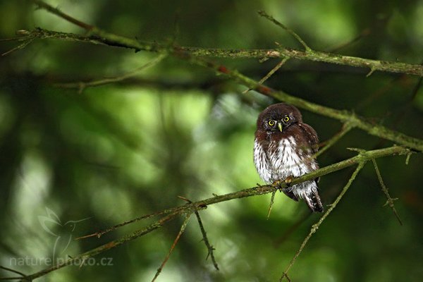 Kulíšek nejmenší (Glaucidium passerinum), Kulíšek nejmenší (Glaucidium passerinum), Eurasian Pygmy Owl, Autor: Ondřej Prosický | NaturePhoto.cz, Model: Canon EOS-1D Mark III, Objektiv: Canon EF 500mm f/4 L IS USM, Ohnisková vzdálenost (EQ35mm): 650 mm, stativ Gitzo, Clona: 4.5, Doba expozice: 1/60 s, ISO: 1600, Kompenzace expozice: -2/3, Blesk: Ano, Vytvořeno: 5. července 2010 6:53:44, Prachaticko, Šumava (Česko)