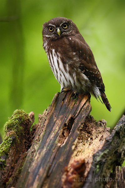 Kulíšek nejmenší (Glaucidium passerinum), Kulíšek nejmenší (Glaucidium passerinum), Eurasian Pygmy Owl, Autor: Ondřej Prosický | NaturePhoto.cz, Model: Canon EOS-1D Mark III, Objektiv: Canon EF 500mm f/4 L IS USM, Ohnisková vzdálenost (EQ35mm): 650 mm, stativ Gitzo, Clona: 4.5, Doba expozice: 1/25 s, ISO: 1250, Kompenzace expozice: -2/3, Blesk: Ne, Vytvořeno: 5. července 2010 7:09:47, Prachaticko, Šumava (Česko), 