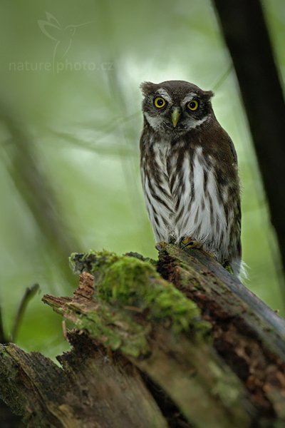 Kulíšek nejmenší (Glaucidium passerinum), Kulíšek nejmenší (Glaucidium passerinum), Eurasian Pygmy Owl, Autor: Ondřej Prosický | NaturePhoto.cz, Model: Canon EOS-1D Mark III, Objektiv: Canon EF 500mm f/4 L IS USM, Ohnisková vzdálenost (EQ35mm): 650 mm, stativ Gitzo, Clona: 4.5, Doba expozice: 1/80 s, ISO: 1250, Kompenzace expozice: -1/3, Blesk: Ano, Vytvořeno: 5. července 2010 7:05:53, Prachaticko, Šumava (Česko)