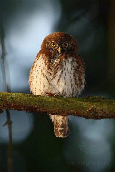 Kulíšek nejmenší (Glaucidium passerinum), Kulíšek nejmenší (Glaucidium passerinum), Eurasian Pygmy Owl, Autor: Ondřej Prosický | NaturePhoto.cz, Model: Canon EOS-1D Mark III, Objektiv: Canon EF 500mm f/4 L IS USM, Ohnisková vzdálenost (EQ35mm): 910 mm, stativ Gitzo, Clona: 6.3, Doba expozice: 1/125 s, ISO: 500, Kompenzace expozice: -1 1/3, Blesk: Ano, Vytvořeno: 4. července 2010 7:07:44, Prachaticko, Šumava (Česko)