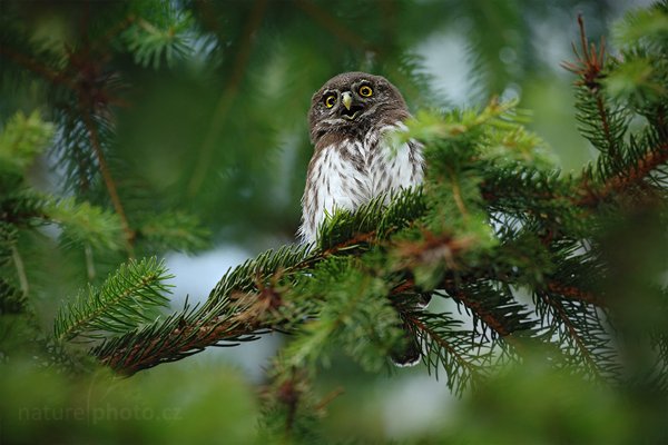 Kulíšek nejmenší (Glaucidium passerinum), Kulíšek nejmenší (Glaucidium passerinum), Eurasian Pygmy Owl, Autor: Ondřej Prosický | NaturePhoto.cz, Model: Canon EOS-1D Mark III, Objektiv: Canon EF 500mm f/4 L IS USM, Ohnisková vzdálenost (EQ35mm): 650 mm, stativ Gitzo, Clona: 4.5, Doba expozice: 1/400 s, ISO: 800, Kompenzace expozice: -2/3, Blesk: Ano, Vytvořeno: 6. července 2010 7:40:21, Prachaticko, Šumava (Česko)