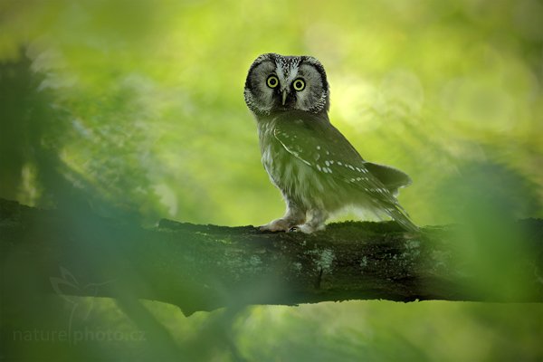 Sýc rousný (Aegolius funereus), Sýc rousný (Aegolius funereus), Boreal Owl, Autor: Ondřej Prosický | NaturePhoto.cz, Model: Canon EOS 5D Mark II, Objektiv: Canon EF 500mm f/4 L IS USM, Ohnisková vzdálenost (EQ35mm): 500 mm, stativ Gitzo, Clona: 5.0, Doba expozice: 1/125 s, ISO: 640, Kompenzace expozice: +1/3, Blesk: Ano, Vytvořeno: 21. srpna 2010 16:09:39, zvíře v lidské péči, NP České Švýcarsko (Česko) 