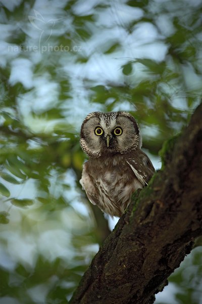 Sýc rousný (Aegolius funereus), Sýc rousný (Aegolius funereus), Boreal Owl, Autor: Ondřej Prosický | NaturePhoto.cz, Model: Canon EOS 5D Mark II, Objektiv: Canon EF 500mm f/4 L IS USM, Ohnisková vzdálenost (EQ35mm): 500 mm, stativ Gitzo, Clona: 5.0, Doba expozice: 1/250 s, ISO: 640, Kompenzace expozice: -2/3, Blesk: Ano, Vytvořeno: 21. srpna 2010 15:58:37, zvíře v lidské péči, NP České Švýcarsko (Česko) 