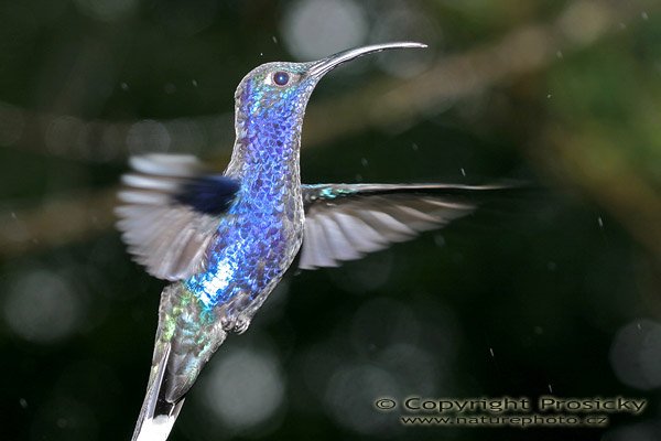 Kolibřík purpurový (Campylopterus hemileucurus), Kolibřík purpurový (Campylopterus hemileucurus), Violet Sabrewing, Autor: Ondřej Prosický, Model aparátu: Canon EOS 300D DIGITAL, Objektiv: Canon EF 400mm f/5.6 L USM, Ohnisková vzdálenost: 400.00 mm, monopod 681B + 234RC, Clona: 5.00, Doba expozice: 1/200 s, ISO: 100, Vyvážení expozice: 0.00, Blesk: Ano, Vytvořeno: 17. prosince 2004, RBBN Monteverde (Kostarika)