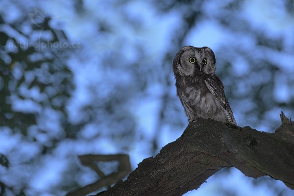 Sýc rousný (Aegolius funereus), Sýc rousný (Aegolius funereus), Boreal Owl, Autor: Ondřej Prosický | NaturePhoto.cz, Model: Canon EOS 5D Mark II, Objektiv: Canon EF 500mm f/4 L IS USM, Ohnisková vzdálenost (EQ35mm): 500 mm, stativ Gitzo, Clona: 7.1, Doba expozice: 1/800 s, ISO: 500, Kompenzace expozice: -1/3, Blesk: Ano, Vytvořeno: 21. srpna 2010 15:50:22, zvíře v lidské péči, NP České Švýcarsko (Česko)