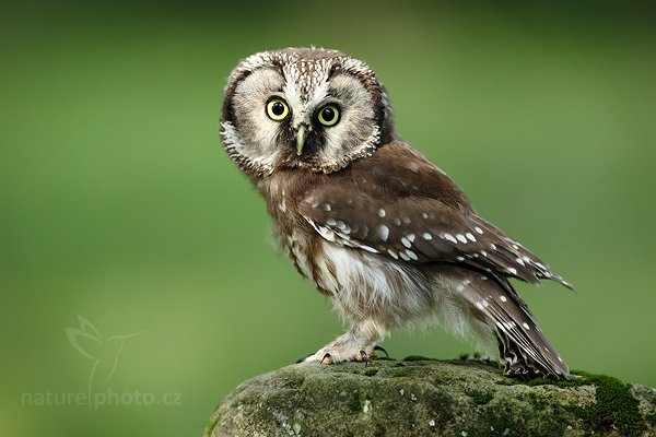 Sýc rousný (Aegolius funereus), Sýc rousný (Aegolius funereus), Boreal Owl, Autor: Ondřej Prosický | NaturePhoto.cz, Model: Canon EOS 5D Mark II, Objektiv: Canon EF 500mm f/4 L IS USM, Ohnisková vzdálenost (EQ35mm): 500 mm, stativ Gitzo, Clona: 7.1, Doba expozice: 1/80 s, ISO: 500, Kompenzace expozice: -1/3, Blesk: Ne, Vytvořeno: 21. srpna 2010 15:49:17, zvíře v lidské péči, NP České Švýcarsko (Česko) 