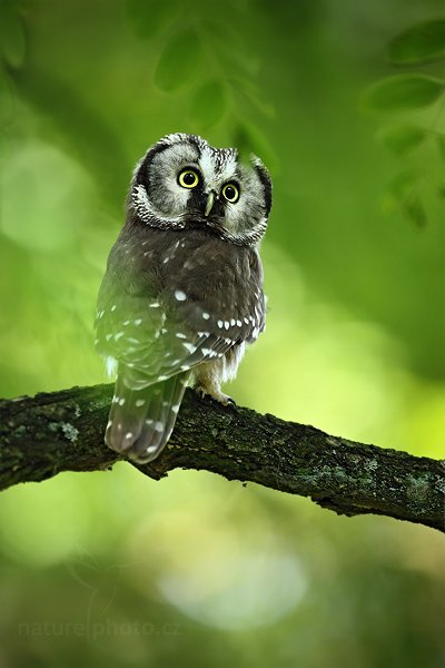 Sýc rousný (Aegolius funereus), Sýc rousný (Aegolius funereus), Boreal Owl, Autor: Ondřej Prosický | NaturePhoto.cz, Model: Canon EOS 5D Mark II, Objektiv: Canon EF 500mm f/4 L IS USM, Ohnisková vzdálenost (EQ35mm): 500 mm, stativ Gitzo, Clona: 5.6, Doba expozice: 1/125 s, ISO: 640, Kompenzace expozice: -1, Blesk: Ne, Vytvořeno: 21. srpna 2010 15:52:46, zvíře v lidské péči, NP České Švýcarsko (Česko) 