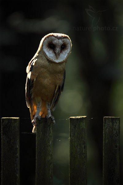 Sova pálená (Tyto alba), Sova pálená (Tyto alba), Barn Owl, Autor: Ondřej Prosický | NaturePhoto.cz, Model: Canon EOS 5D Mark II, Objektiv: Canon EF 500mm f/4 L IS USM, Ohnisková vzdálenost (EQ35mm): 500 mm, stativ Gitzo, Clona: 5.6, Doba expozice: 1/400 s, ISO: 800, Kompenzace expozice: -1 1/3, Blesk: Ne, Vytvořeno: 21. srpna 2010 16:51:52, zvíře v lidské péči, NP České Švýcarsko (Česko)