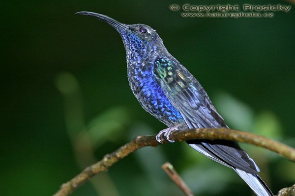 Kolibřík purpurový (Campylopterus hemileucurus), Kolibřík purpurový (Campylopterus hemileucurus), Violet Sabrewing, Autor: Ondřej Prosický, Model aparátu: Canon EOS 300D DIGITAL, Objektiv: Canon EF 400mm f/5.6 L USM, Ohnisková vzdálenost: 400.00 mm, monopod 681B + 234RC, Clona: 6.30, Doba expozice: 1/200 s, ISO: 200, Vyvážení expozice: 0.00, Blesk: Ano, Vytvořeno: 17. prosince 2004, RBBN Monteverde (Kostarika) 