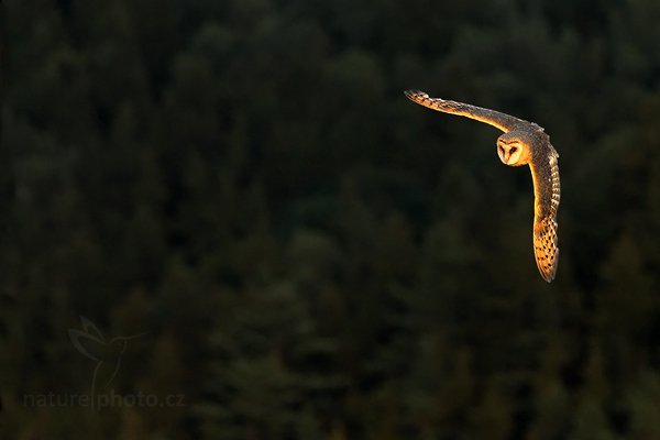 Sova pálená (Tyto alba), Sova pálená (Tyto alba), Barn Owl, Autor: Ondřej Prosický | NaturePhoto.cz, Model: Canon EOS 5D Mark II, Objektiv: Canon EF 500mm f/4 L IS USM, Ohnisková vzdálenost (EQ35mm): 280 mm, stativ Gitzo, Clona: 5.6, Doba expozice: 1/1250 s, ISO: 800, Kompenzace expozice: -1 1/3, Blesk: Ne, Vytvořeno: 21. srpna 2010 19:13:21, zvíře v lidské péči, NP České Švýcarsko (Česko) 