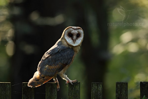 Sova pálená (Tyto alba), Sova pálená (Tyto alba), Barn Owl, Autor: Ondřej Prosický | NaturePhoto.cz, Model: Canon EOS 5D Mark II, Objektiv: Canon EF 500mm f/4 L IS USM, Ohnisková vzdálenost (EQ35mm): 500 mm, stativ Gitzo, Clona: 5.6, Doba expozice: 1/250 s, ISO: 800, Kompenzace expozice: -1 1/3, Blesk: Ne, Vytvořeno: 21. srpna 2010 16:53:59, zvíře v lidské péči, NP České Švýcarsko (Česko)