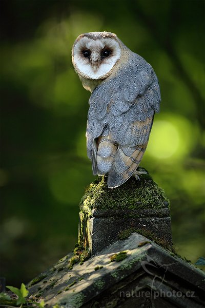 Sova pálená (Tyto alba), Sova pálená (Tyto alba), Barn Owl, Autor: Ondřej Prosický | NaturePhoto.cz, Model: Canon EOS 5D Mark II, Objektiv: Canon EF 500mm f/4 L IS USM, Ohnisková vzdálenost (EQ35mm): 500 mm, stativ Gitzo, Clona: 5.0, Doba expozice: 1/400 s, ISO: 1250, Kompenzace expozice: -1, Blesk: Ne, Vytvořeno: 21. srpna 2010 16:47:57, zvíře v lidské péči, NP České Švýcarsko (Česko)