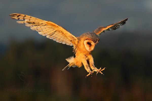 Sova pálená (Tyto alba), Sova pálená (Tyto alba), Barn Owl, Autor: Ondřej Prosický | NaturePhoto.cz, Model: Canon EOS 5D Mark II, Objektiv: Canon EF 200mm f/2.8 L USM + TC Canon 1.4x, Ohnisková vzdálenost (EQ35mm): 280 mm, stativ Gitzo, Clona: 5.6, Doba expozice: 1/1600 s, ISO: 800, Kompenzace expozice: -1, Blesk: Ne, Vytvořeno: 21. srpna 2010 19:22:33, zvíře v lidské péči, NP České Švýcarsko (Česko)