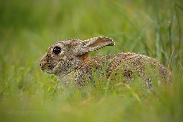 Zajíc polní (Lepus europaeus), Zajíc polní (Lepus europaeus), Autor: Ondřej Prosický | NaturePhoto.cz, Model: Canon EOS-1D Mark IV, Objektiv: Canon EF 500mm f/4 L IS USM, Ohnisková vzdálenost (EQ35mm): 910 mm, stativ Gitzo, Clona: 7.1, Doba expozice: 1/320 s, ISO: 320, Kompenzace expozice: 0, Blesk: Ne, Vytvořeno: 6. května 2010 17:49:09, ostrov (Holandsko)