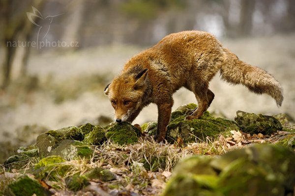 Liška obecná (Vulpes vulpes), Liška obecná (Vulpes vulpes), Red Fox, Autor: Ondřej Prosický | NaturePhoto.cz, Model: NIKON D3S, Objektiv: Nikon 200-400mm f/4 G AF-S VR, Ohnisková vzdálenost (EQ35mm): 260 mm, stativ Gitzo, Clona: 5.0, Doba expozice: 1/4000 s, ISO: 1600, Kompenzace expozice: -2/3, Blesk: Ne, Vytvořeno: 28. března 2010 10:12:20, ochočené zvíře, NP České Švýcarsko (Česko)