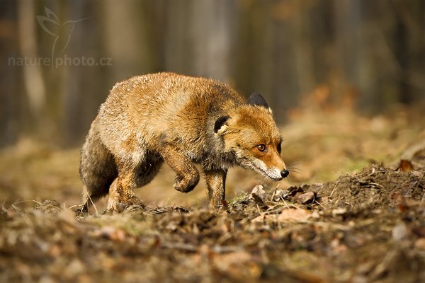 Liška obecná (Vulpes vulpes), Liška obecná (Vulpes vulpes), Red Fox, Autor: Ondřej Prosický | NaturePhoto.cz, Model: NIKON D3S, Objektiv: Nikon 200-400mm f/4 G AF-S VR, Ohnisková vzdálenost (EQ35mm): 330 mm, stativ Gitzo, Clona: 5.6, Doba expozice: 1/1000 s, ISO: 320, Kompenzace expozice: -2/3, Blesk: Ne, Vytvořeno: 28. března 2010 8:57:19, ochočené zvíře, NP České Švýcarsko (Česko)