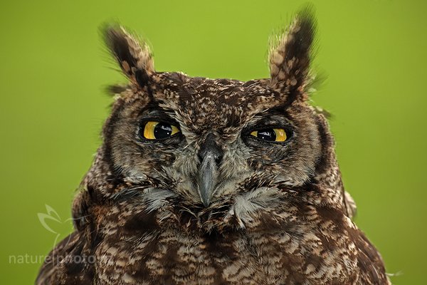 Výr virginský (Bubo virginianus), Výr virginský (Bubo virginianus), Great Horned Owl, Autor: Ondřej Prosický | NaturePhoto.cz, Model: Canon EOS 5D Mark II, Objektiv: Canon EF 500mm f/4 L IS USM, Ohnisková vzdálenost (EQ35mm): 500 mm, stativ Gitzo, Clona: 9.0, Doba expozice: 1/160 s, ISO: 640, Kompenzace expozice: -1, Blesk: Ano, Vytvořeno: 14. srpna 2010 14:37:12, NP České Švýcarsko (Česko) 