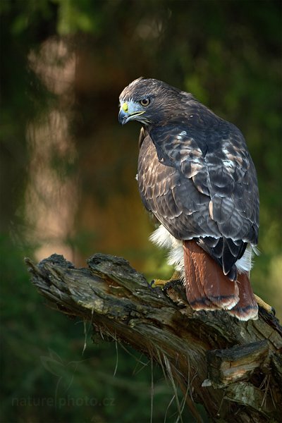 Káně rudoocasá (Buteo jamaicensis), Káně rudochvostá (Buteo jamaicensis) Red-tailed Hawk, Autor: Ondřej Prosický | NaturePhoto.cz, Model: Canon EOS-1D Mark III, Objektiv: Canon EF 500mm f/4 L IS USM, Ohnisková vzdálenost (EQ35mm): 650 mm, stativ Gitzo, Clona: 5.0, Doba expozice: 1/100 s, ISO: 400, Kompenzace expozice: -2/3, Blesk: Ano, Vytvořeno: 22. srpna 2010 10:00:19, zvíře v lidské péči, NP České Švýcarsko (Česko) 