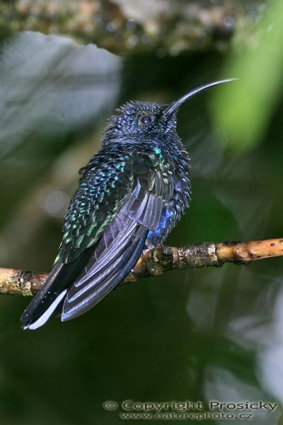 Kolibřík purpurový (Campylopterus hemileucurus), Kolibřík purpurový (Campylopterus hemileucurus), Violet Sabrewing, Autor: Ondřej Prosický, Model aparátu: Canon EOS 300D DIGITAL, Objektiv: Canon EF 400mm f/5.6 L USM, Ohnisková vzdálenost: 400.00 mm, monopod 681B + 234RC, Clona: 6.30, Doba expozice: 1/200 s, ISO: 200, Vyvážení expozice: 0.00, Blesk: Ano, Vytvořeno: 17. prosince 2004, RBBN Monteverde (Kostarika) 