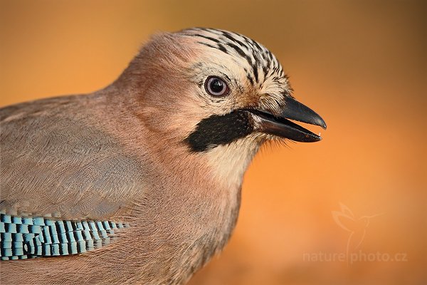 Sojka obecná (Garrulus glandarius), Sojka obecná (Garrulus glandarius) European Jay, Autor: Ondřej Prosický | NaturePhoto.cz, Model: Canon EOS 5D Mark II, Objektiv: Canon EF 500mm f/4 L IS USM, Ohnisková vzdálenost (EQ35mm): 500 mm, stativ Gitzo, Clona: 5.0, Doba expozice: 1/400 s, ISO: 800, Kompenzace expozice: -1/3, Blesk: Ne, Vytvořeno: 29. prosince 2008 9:36:59, NP České Švýcarsko (Česko) 