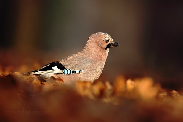 Sojka obecná (Garrulus glandarius), Sojka obecná (Garrulus glandarius), European Jay, Autor: Ondřej Prosický | NaturePhoto.cz, Model: Canon EOS 5D Mark II, Objektiv: Canon EF 500mm f/4 L IS USM, Ohnisková vzdálenost (EQ35mm): 500 mm, stativ Gitzo, Clona: 5.0, Doba expozice: 1/400 s, ISO: 500, Kompenzace expozice: -2/3, Blesk: Ne, Vytvořeno: 29. prosince 2008 10:01:32, NP České Švýcarsko (Česko) 