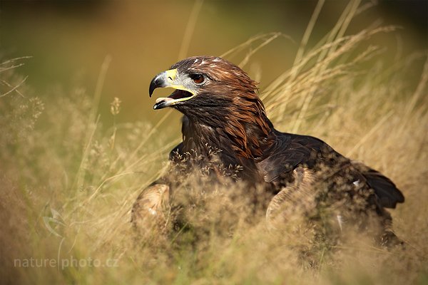 Orel skalní (Aquila chrysaetos), Orel skalní (Aquila chrysaetos) Golden Eagle, Autor: Ondřej Prosický | NaturePhoto.cz, Model: Canon EOS 5D Mark II, Objektiv: Canon EF 500mm f/4 L IS USM, Ohnisková vzdálenost (EQ35mm): 500 mm, stativ Gitzo, Clona: 7.1, Doba expozice: 1/2000 s, ISO: 400, Kompenzace expozice: -2/3, Blesk: Ne, Vytvořeno: 21. srpna 2010 10:32:13, zvíře v lidské péči, NP České Švýcarsko (Česko)