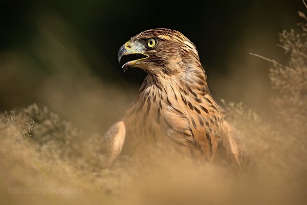 Orel skalní (Aquila chrysaetos), Orel skalní (Aquila chrysaetos) Golden Eagle, Autor: Ondřej Prosický | NaturePhoto.cz, Model: Canon EOS 5D Mark II, Objektiv: Canon EF 500mm f/4 L IS USM, Ohnisková vzdálenost (EQ35mm): 500 mm, stativ Gitzo, Clona: 6.3, Doba expozice: 1/500 s, ISO: 100, Kompenzace expozice: -2/3, Blesk: Ano, Vytvořeno: 21. srpna 2010 11:17:00, zvíře v lidské péči, NP České Švýcarsko (Česko) 