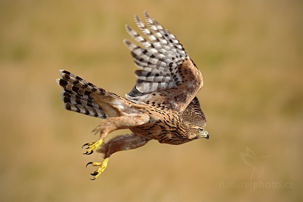 Jestřáb lesní (Accipiter gentilis), Jestřáb lesní (Accipiter gentilis) Goshawk, Autor: Ondřej Prosický | NaturePhoto.cz, Model: Canon EOS 5D Mark II, Objektiv: Canon EF 500mm f/4 L IS USM, Ohnisková vzdálenost (EQ35mm): 500 mm, stativ Gitzo, Clona: 7.1, Doba expozice: 1/1600 s, ISO: 400, Kompenzace expozice: -1/3, Blesk: Ano, Vytvořeno: 21. srpna 2010 9:49:01, zvíře v lidské péči, NP České Švýcarsko (Česko)