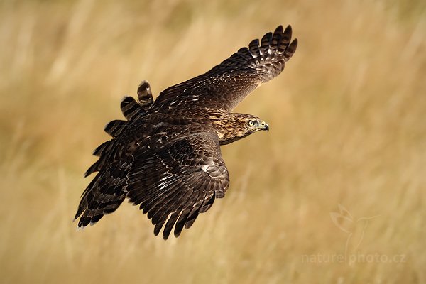 Jestřáb lesní (Accipiter gentilis), Jestřáb lesní (Accipiter gentilis) Goshawk, Autor: Ondřej Prosický | NaturePhoto.cz, Model: Canon EOS 5D Mark II, Objektiv: Canon EF 500mm f/4 L IS USM, Ohnisková vzdálenost (EQ35mm): 500 mm, stativ Gitzo, Clona: 8.0, Doba expozice: 1/1600 s, ISO: 500, Kompenzace expozice: -1/3, Blesk: Ano, Vytvořeno: 21. srpna 2010 9:31:47, zvíře v lidské péči, NP České Švýcarsko (Česko) 