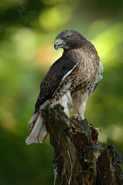 Káně rudoocasá (Buteo jamaicensis), Káně rudochvostá (Buteo jamaicensis) Red-tailed Hawk, Autor: Ondřej Prosický | NaturePhoto.cz, Model: Canon EOS-1D Mark III, Objektiv: Canon EF 500mm f/4 L IS USM, Ohnisková vzdálenost (EQ35mm): 650 mm, stativ Gitzo, Clona: 5.6, Doba expozice: 1/100 s, ISO: 400, Kompenzace expozice: -2/3, Blesk: Ano, Vytvořeno: 22. srpna 2010 10:10:07, NP České Švýcarsko (Česko) 