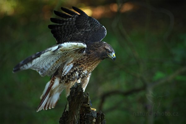 Káně rudochvostá (Buteo jamaicensis), Káně rudochvostá rudoocasá (Buteo jamaicensis) Red-tailed Hawk, Autor: Ondřej Prosický | NaturePhoto.cz, Model: Canon EOS-1D Mark III, Objektiv: Canon EF 500mm f/4 L IS USM, Ohnisková vzdálenost (EQ35mm): 650 mm, stativ Gitzo, Clona: 5.0, Doba expozice: 1/200 s, ISO: 1000, Kompenzace expozice: -2/3, Blesk: Ano, Vytvořeno: 22. srpna 2010 10:16:11, zvíře v lidské péči, NP České Švýcarsko (Česko)