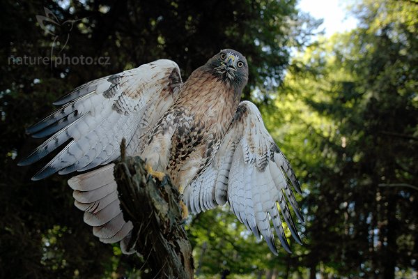 Káně rudoocasá (Buteo jamaicensis), Káně rudochvostá (Buteo jamaicensis) Red-tailed Hawk, Autor: Ondřej Prosický | NaturePhoto.cz, Model: Canon EOS 5D Mark II, Objektiv: Canon EF 500mm f/4 L IS USM, Ohnisková vzdálenost (EQ35mm): 32 mm, stativ Gitzo, Clona: 4.0, Doba expozice: 1/160 s, ISO: 640, Kompenzace expozice: -1/3, Blesk: Ano, Vytvořeno: 22. srpna 2010 10:40:45, zvíře v lidské péči, NP České Švýcarsko (Česko) 