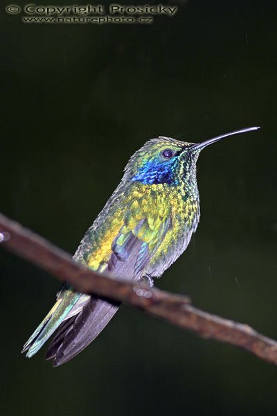 Kolibřík zelený (Colibri thalassinus), Kolibřík zelený (Colibri thalassinus), Green Vilotet-ear, Autor: Ondřej Prosický, Model aparátu: Canon EOS 300D DIGITAL, Objektiv: Canon EF 400mm f/5.6 L USM, Ohnisková vzdálenost: 400.00 mm, monopod 681B + 234RC, Clona: 6.30, Doba expozice: 1/200 s, ISO: 100, Vyvážení expozice: 0.00, Blesk: Ano, Vytvořeno: 17. prosince 2004, RBBN Monteverde (Kostarika) 